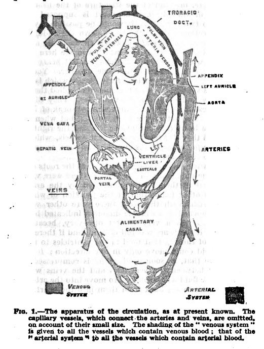 William Harvey Illustration